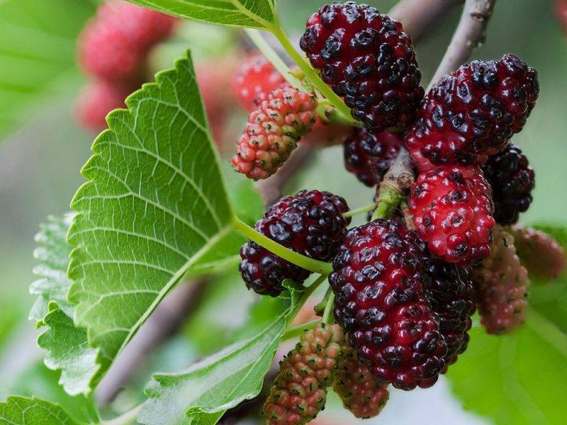 Шелковица купить саженцы из питомнике в Саяногорске