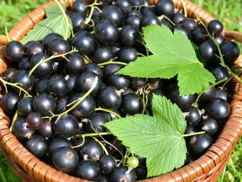 Смородина купить саженцы из питомника в Саяногорске
