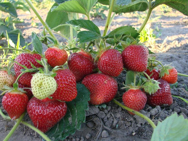 Клубника купить саженцы из питомника в Саяногорске