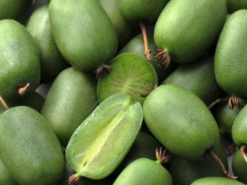 Актинидия купить саженцы из питомнике в Саяногорске